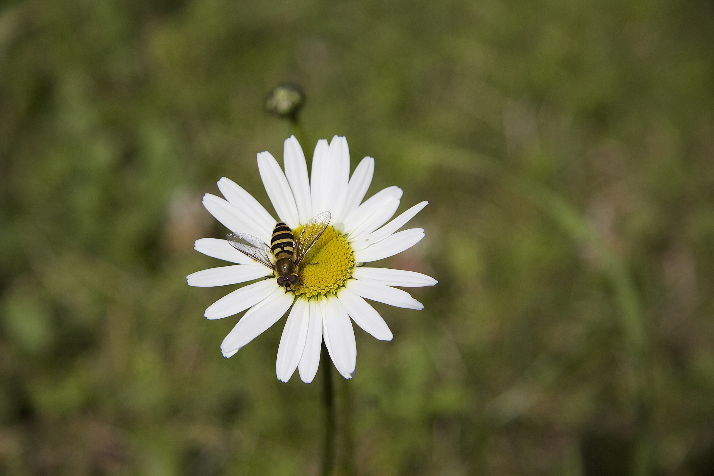 Primo tentativo di macro