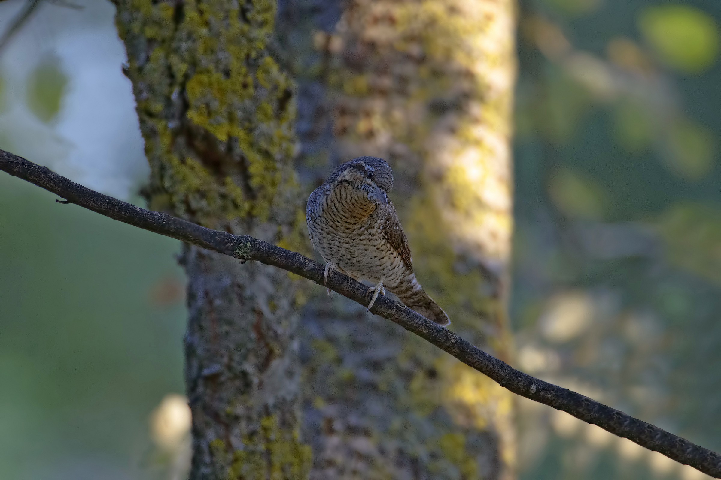 torcicollo a 3200 iso