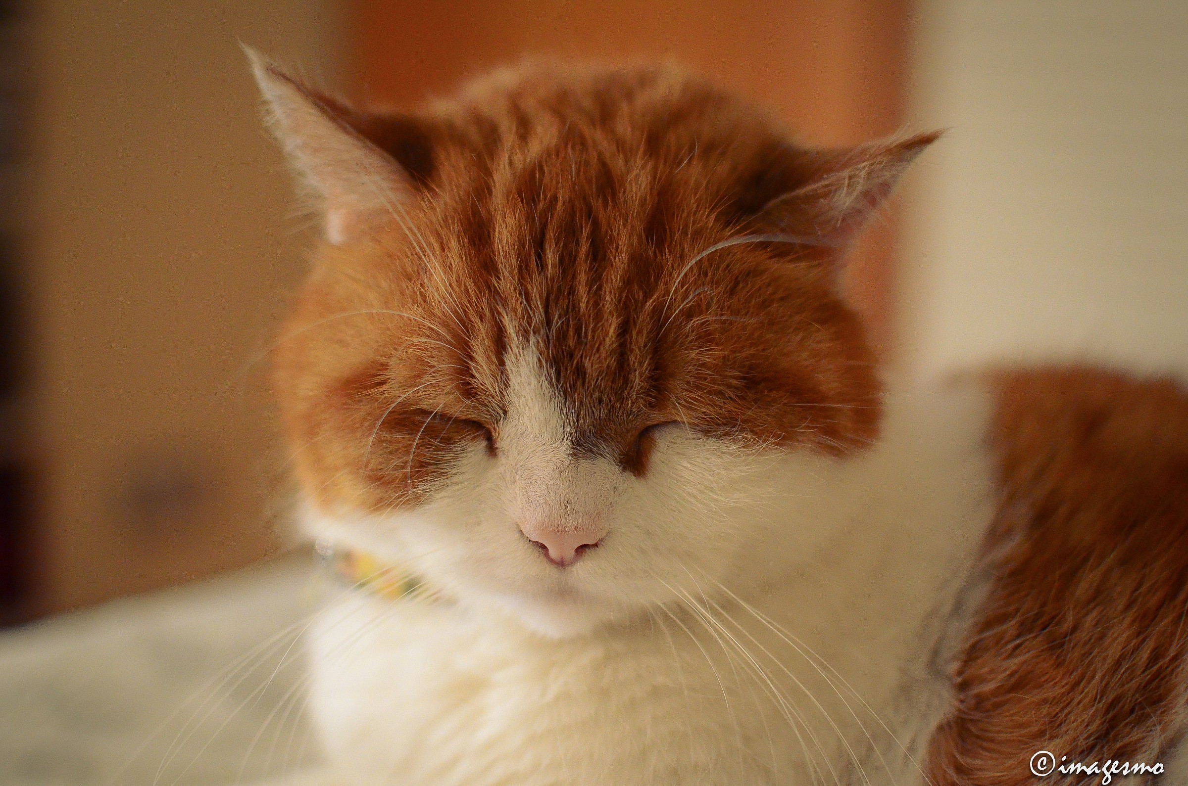 Dormire...come un gatto