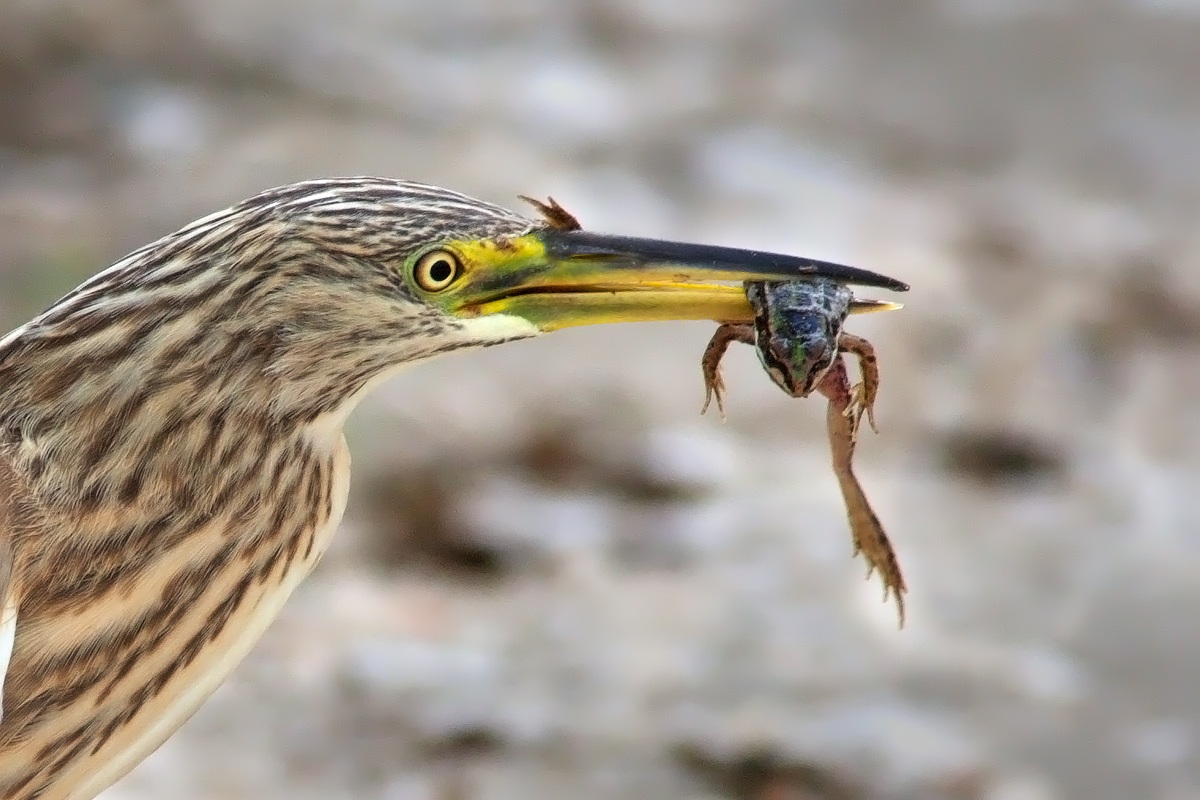 The heron and the frog