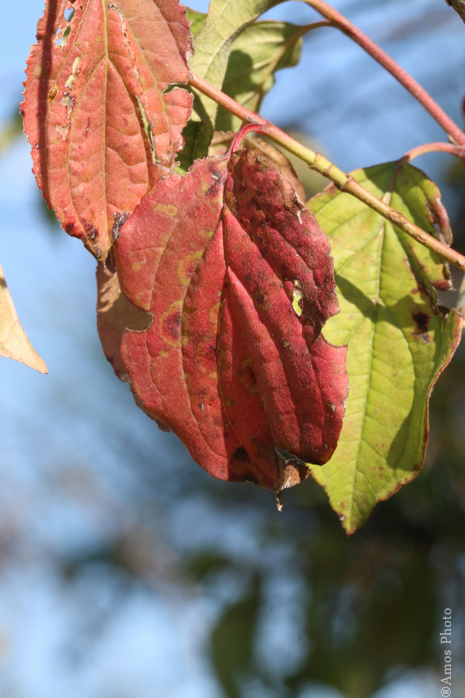 Here comes the autumn