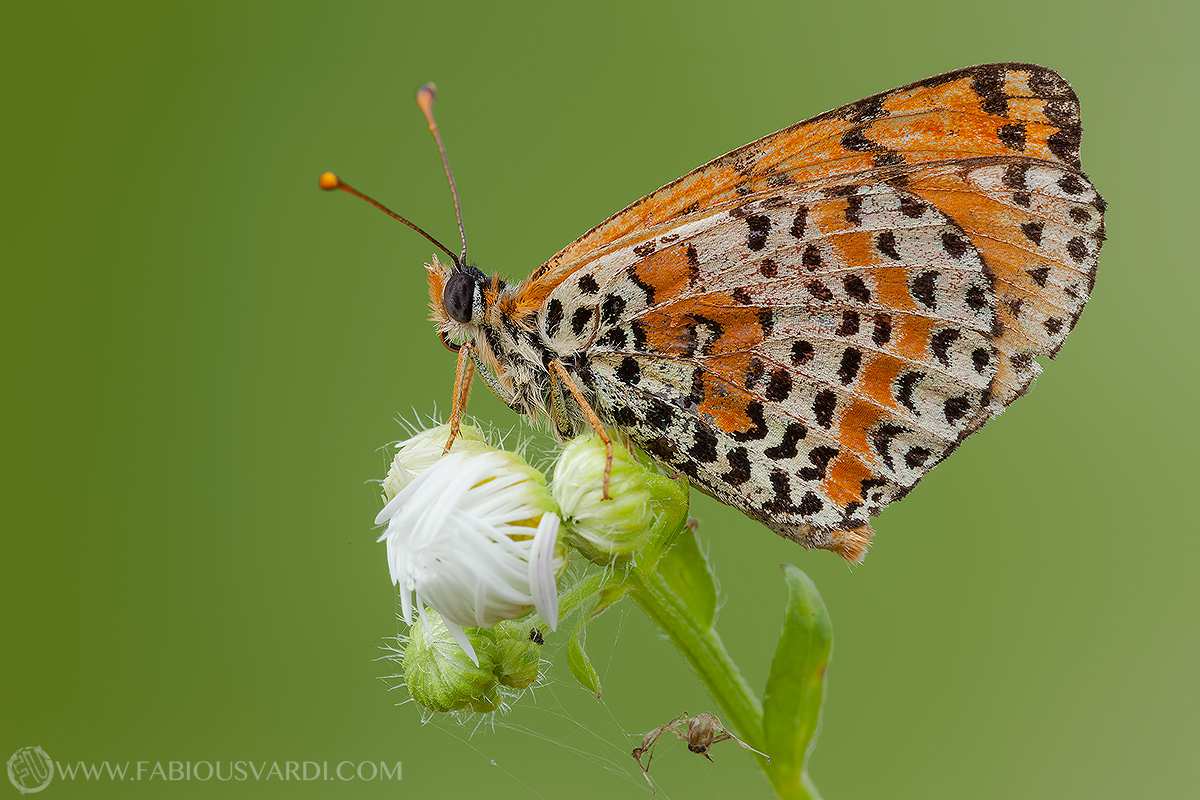 Melitaea didyma