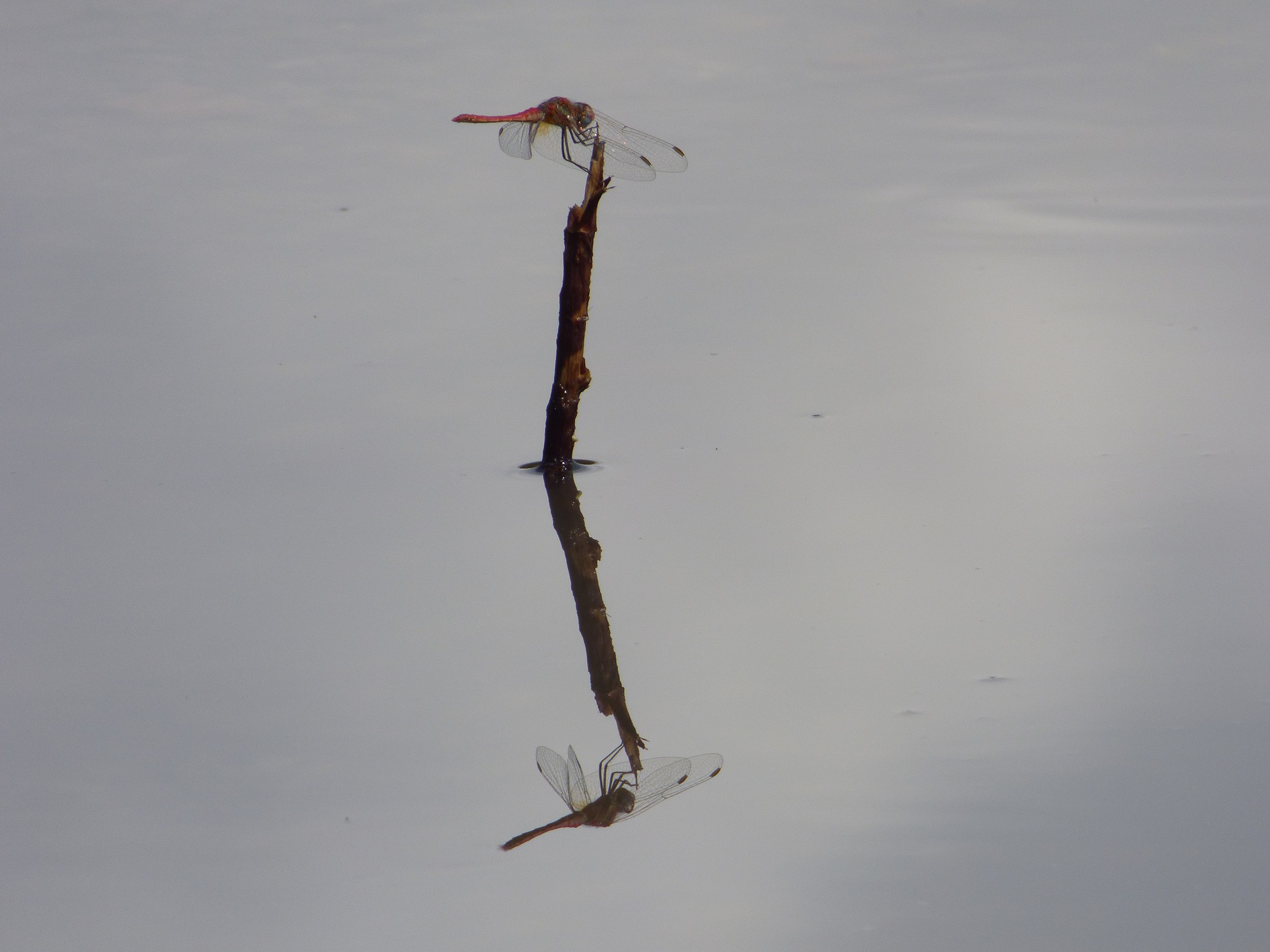 Specchio delle mie brame