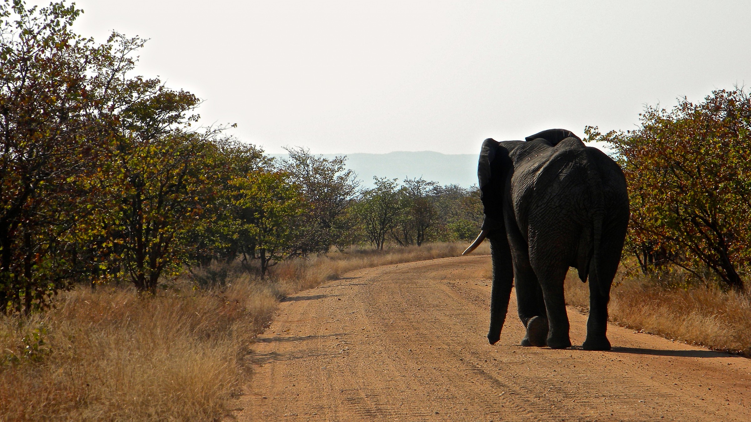 Loxodonta Africana (African elephant)
