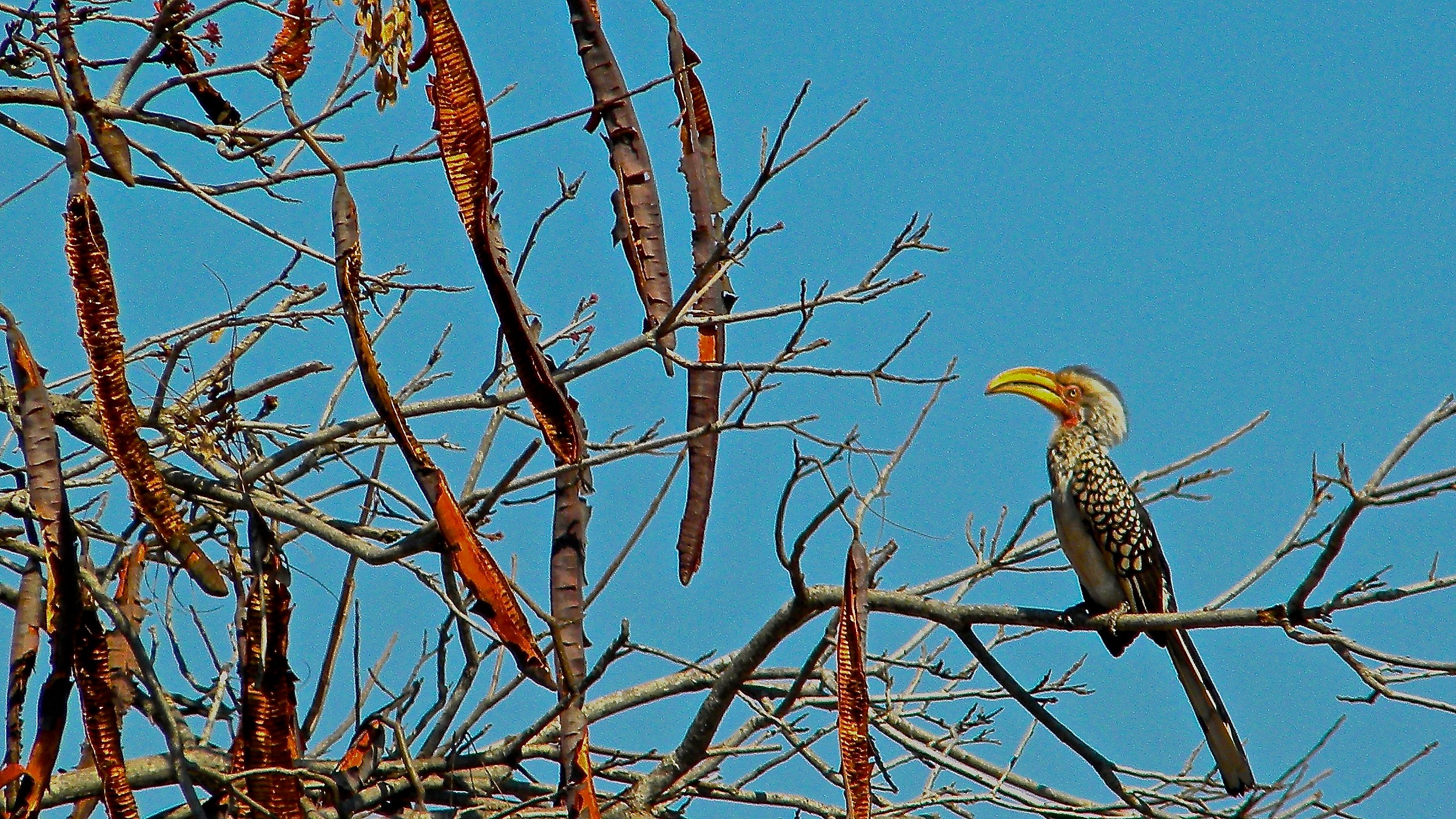 tockus leucomelas (southern yellow-billed hornbill)