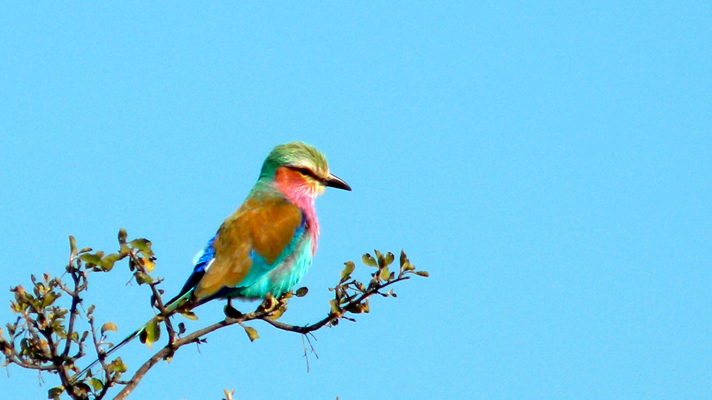 coracias caudata (lilac-breasted roller)