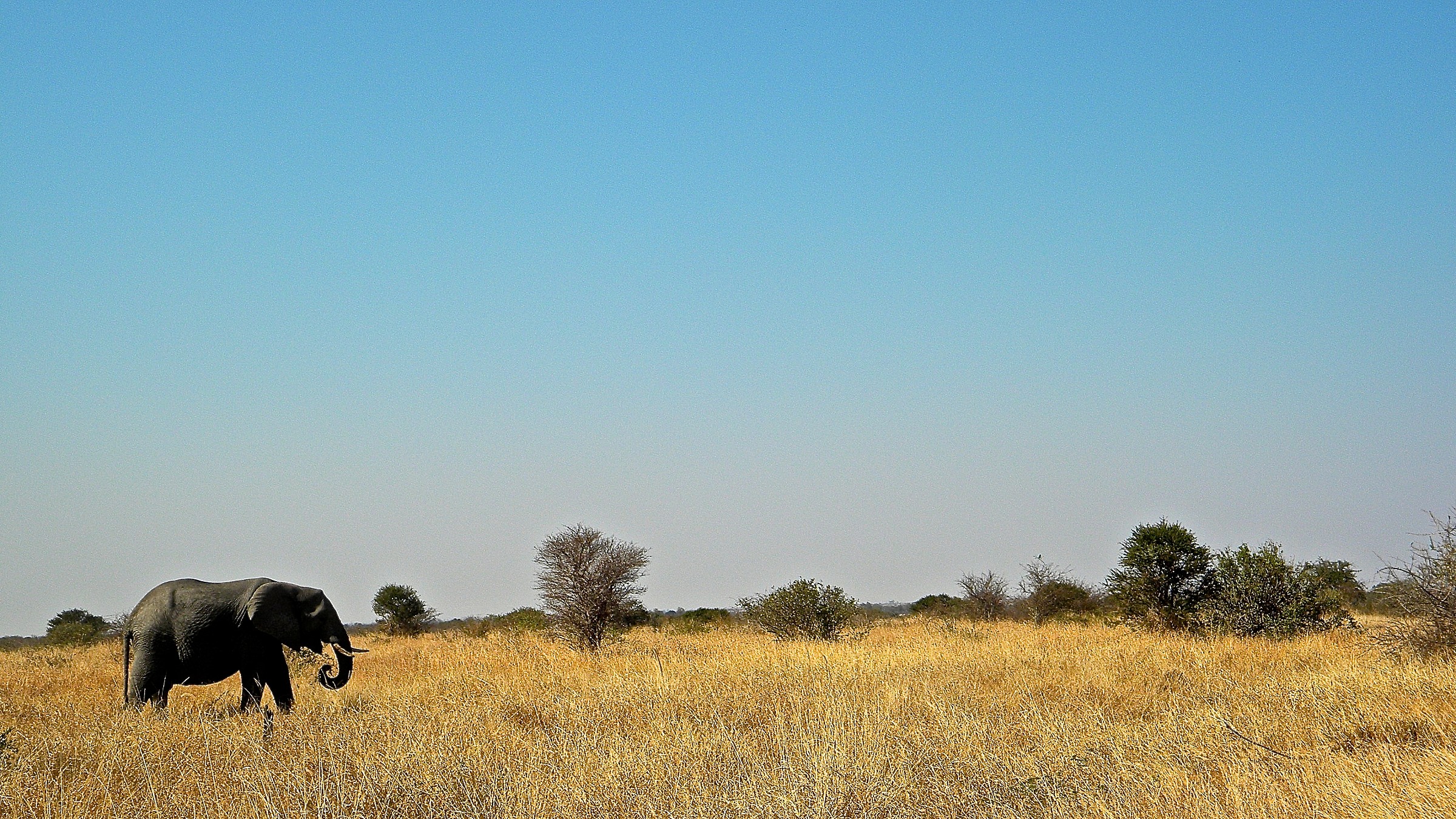 Loxodonta Africana (African elephant)