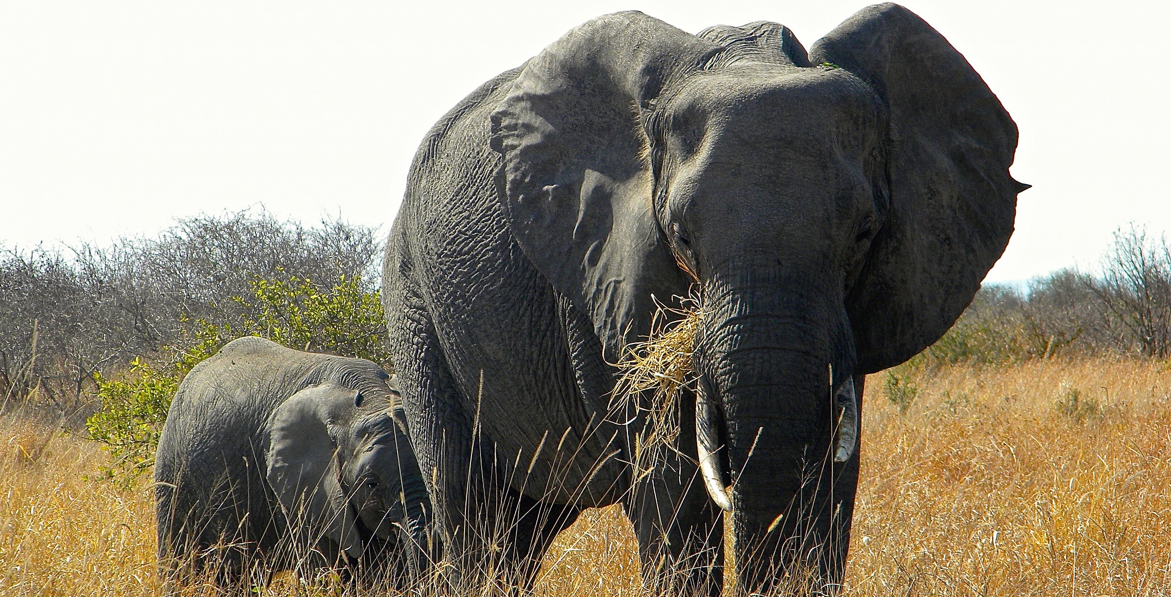 Loxodonta Africana (African elephant)