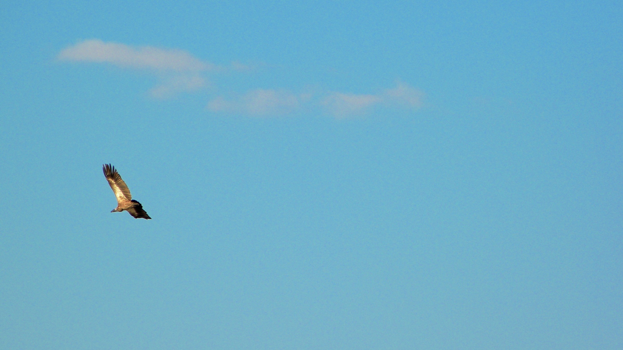 Gyps africanus (white-backed vulture)