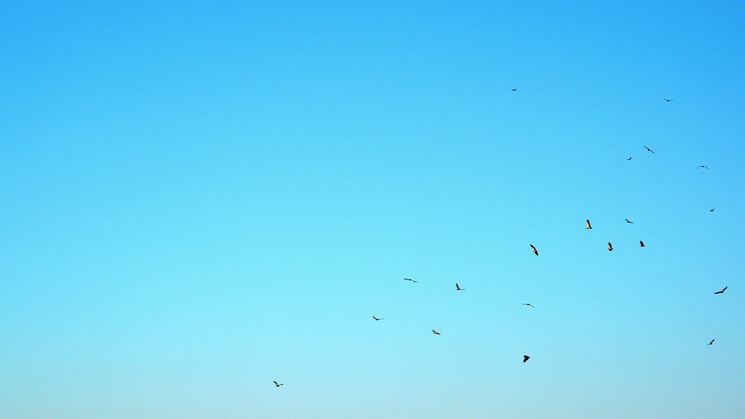 Gyps africanus (white-backed vulture)