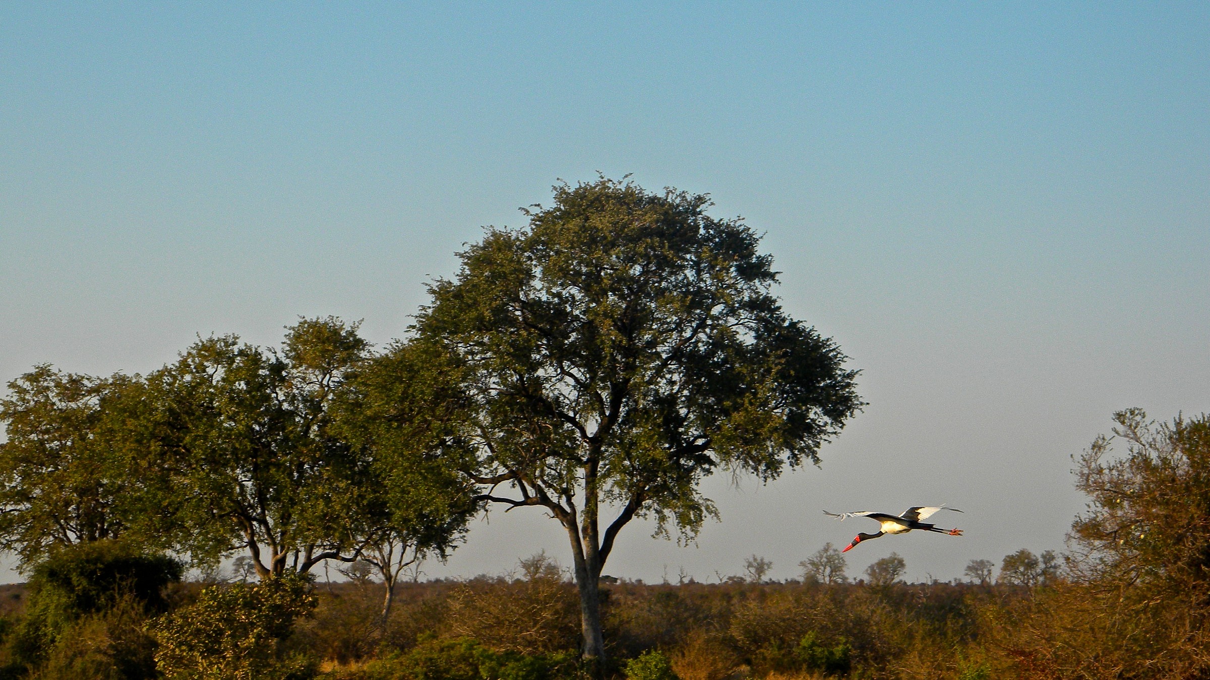 ephippiorhynchus senegalensis (Saddlebilled stork)