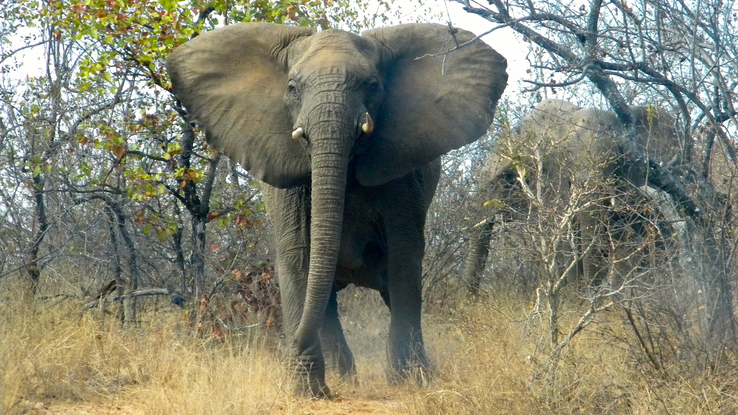 Loxodonta Africana (African elephant)