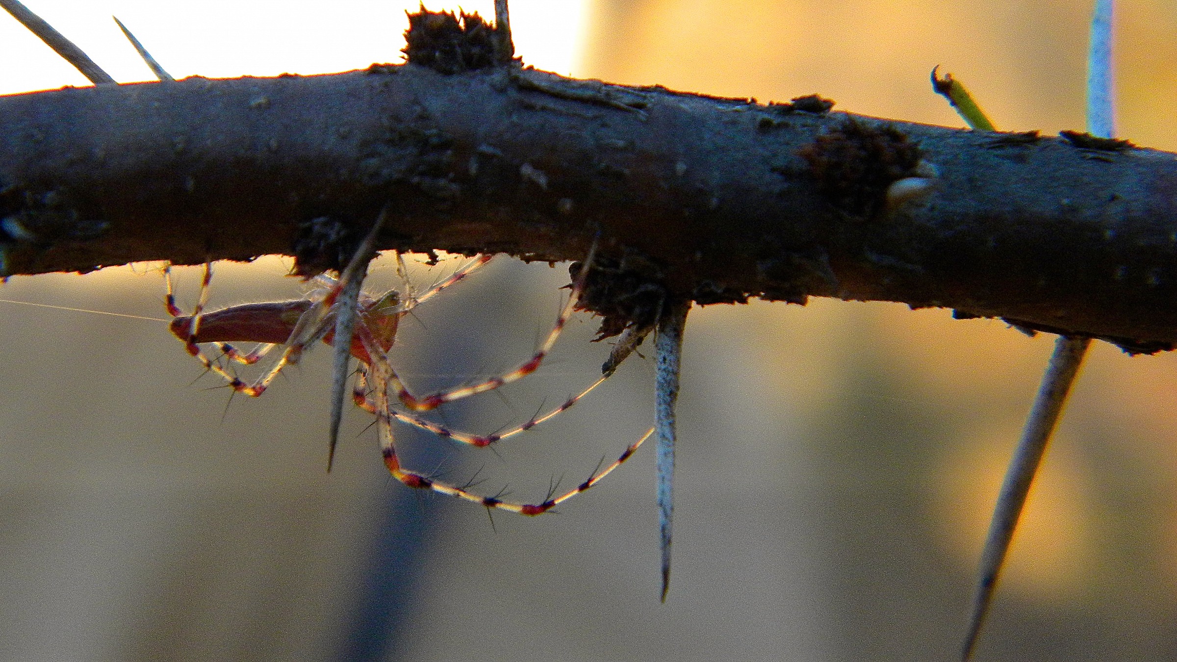 Oxyopes Salticus (lynx spider)