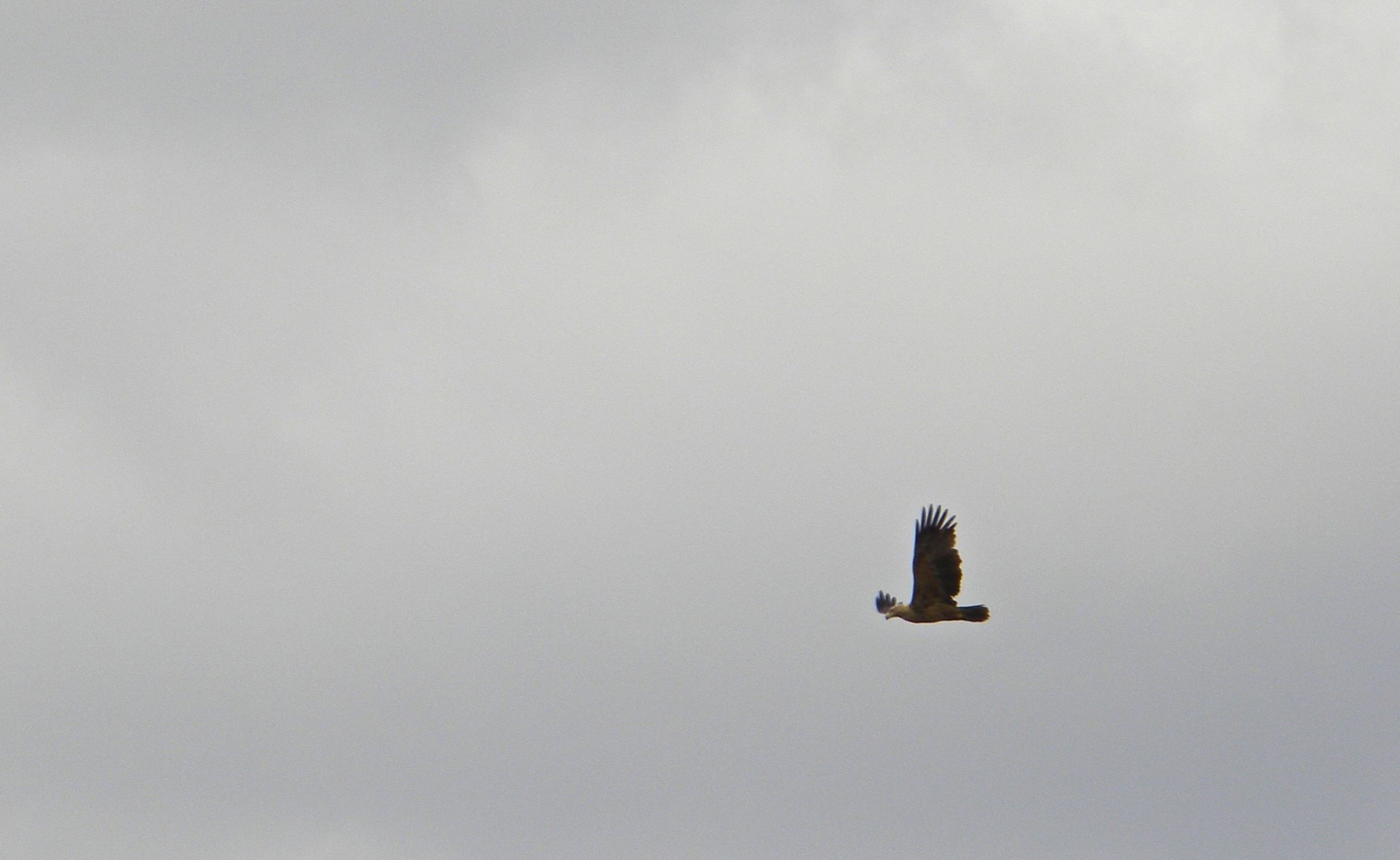 aquila rapax (Tawny eagle)