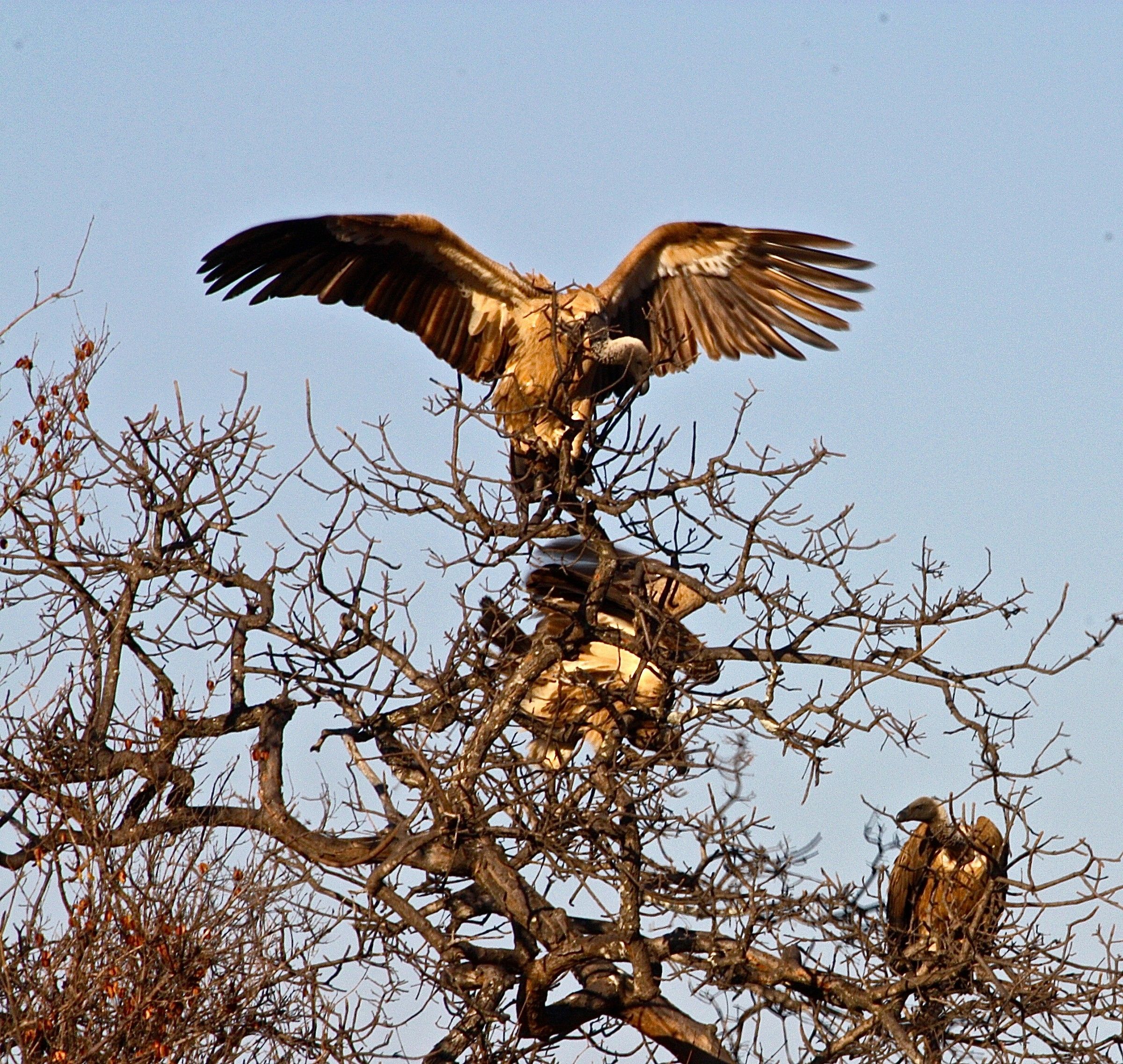 Gyps africanus (white-backed vulture)