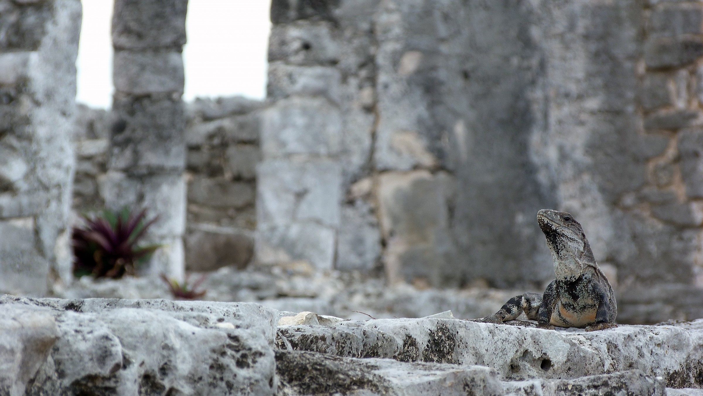 Iguana sulle rovine di Tulum