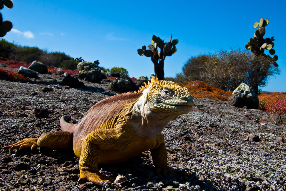 iguana terrestre