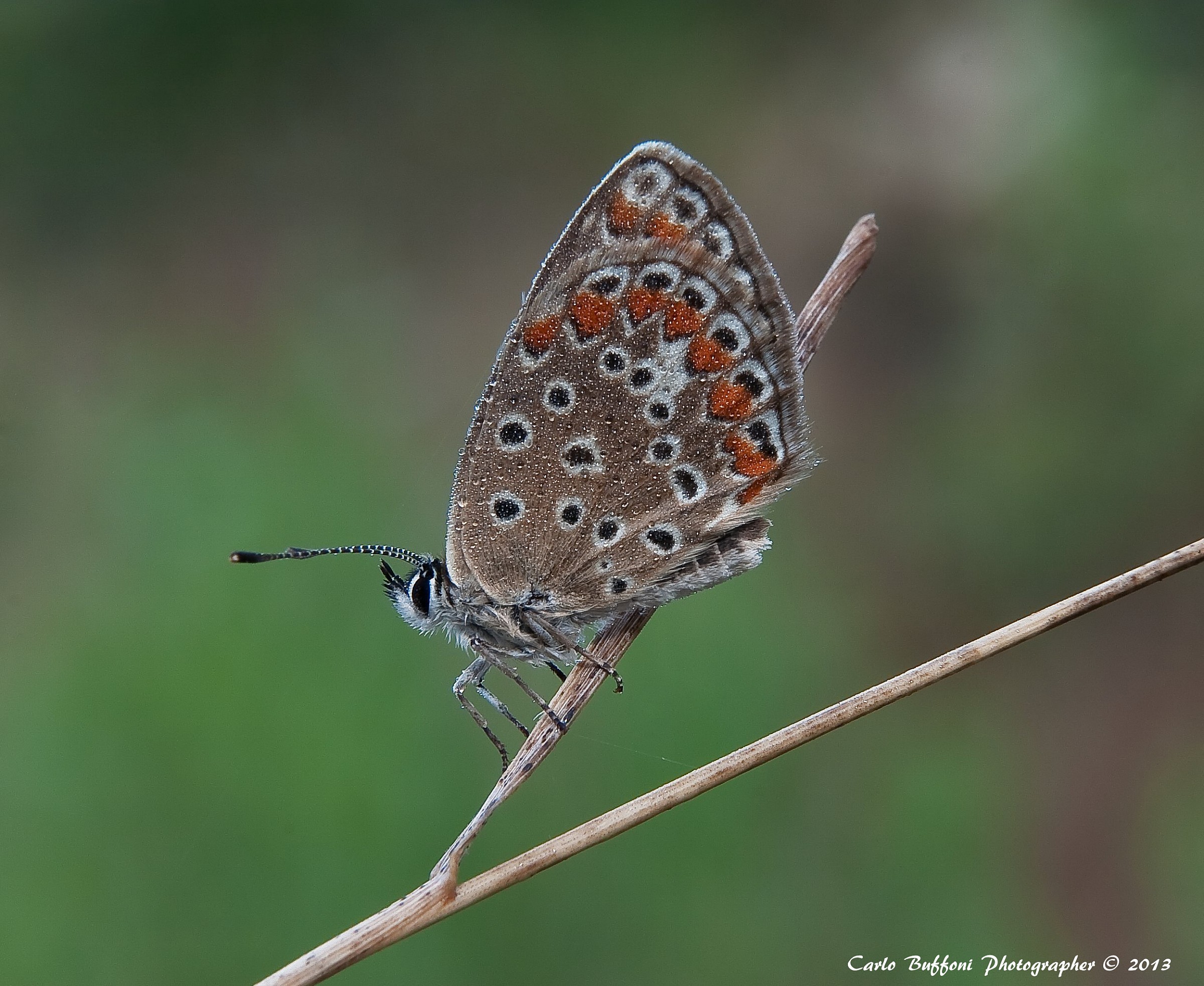 Polyommatus icarus