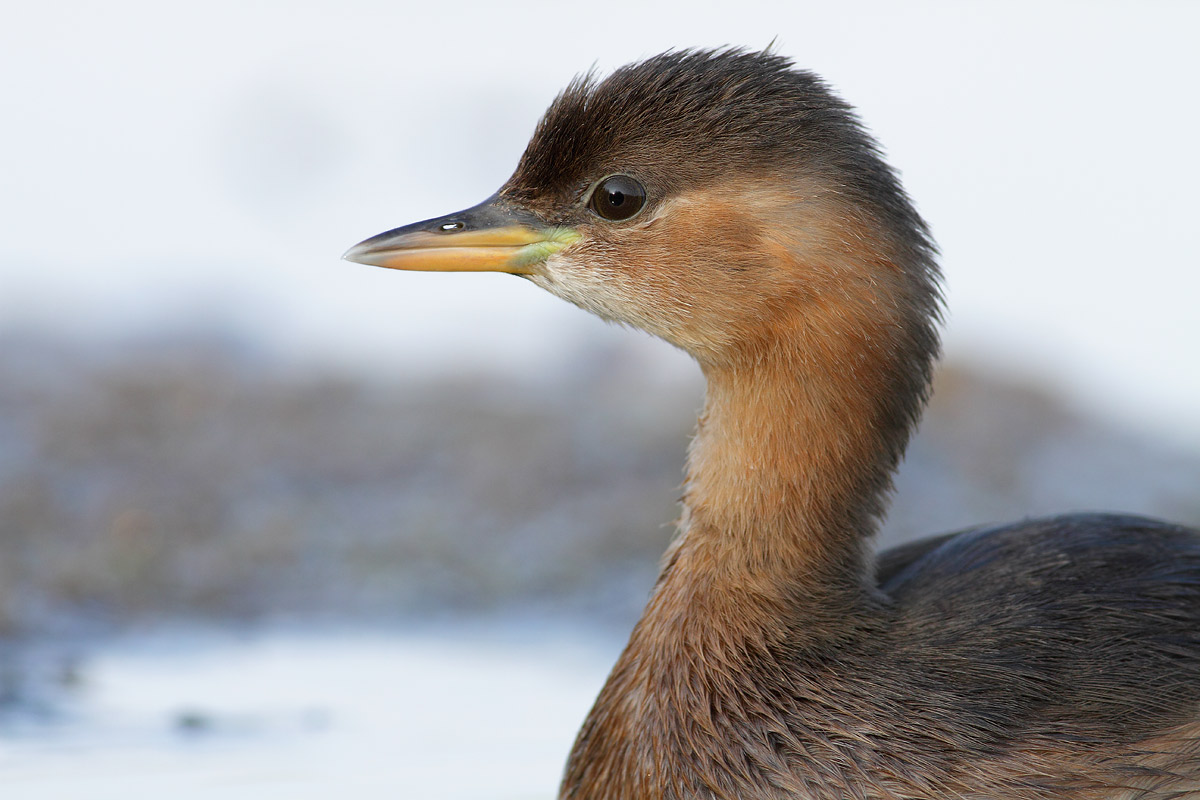 Little Grebe