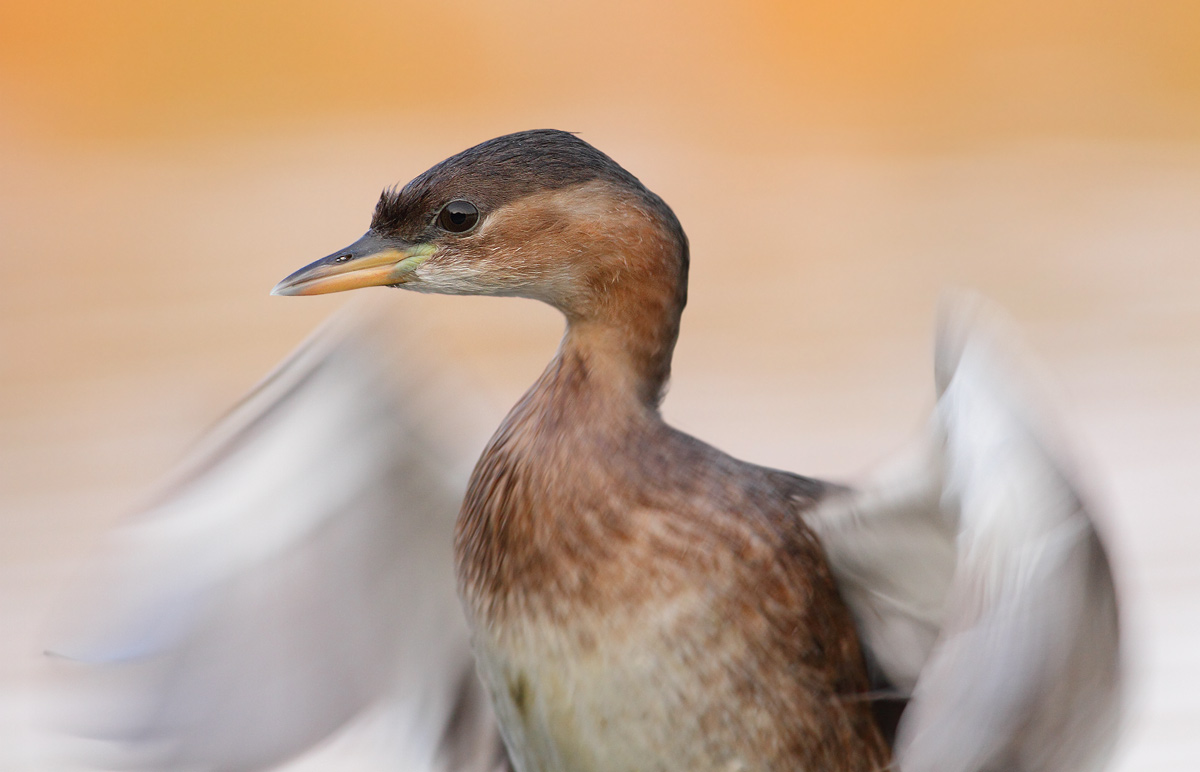 Little Grebe