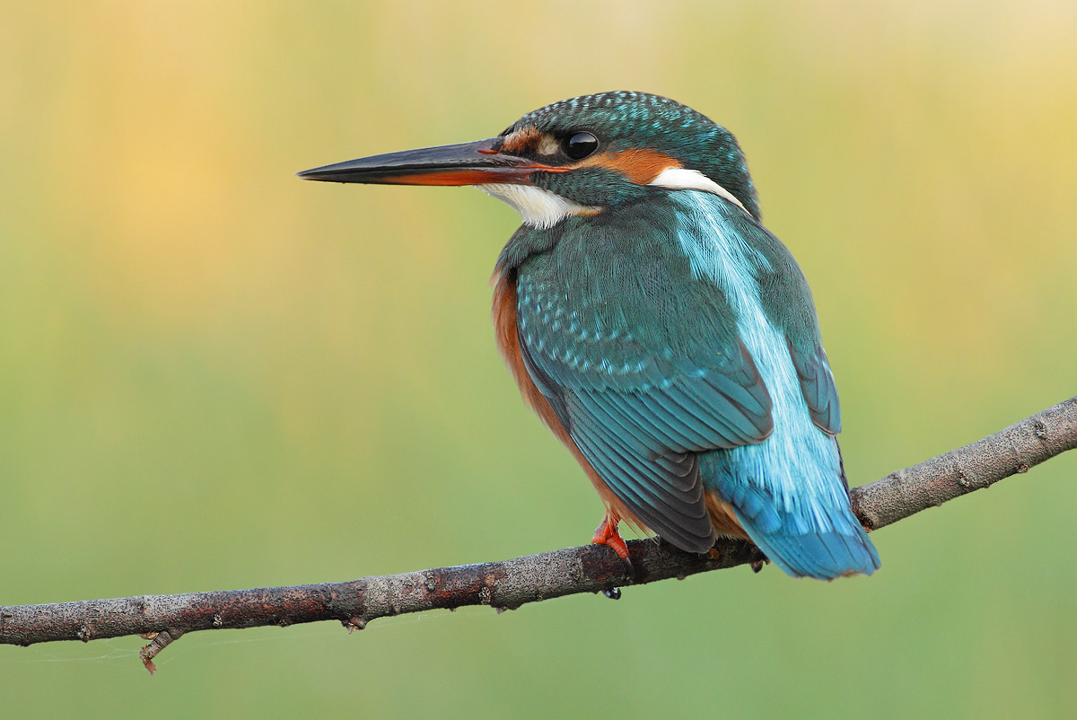 kingfisher
