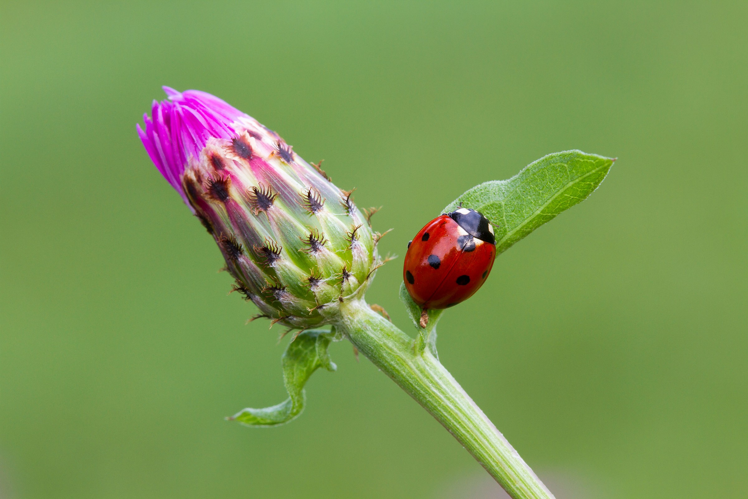 il fiore e la sua coccinella