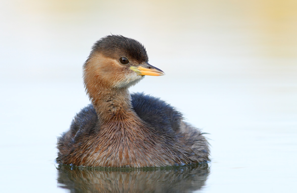 Little Grebe
