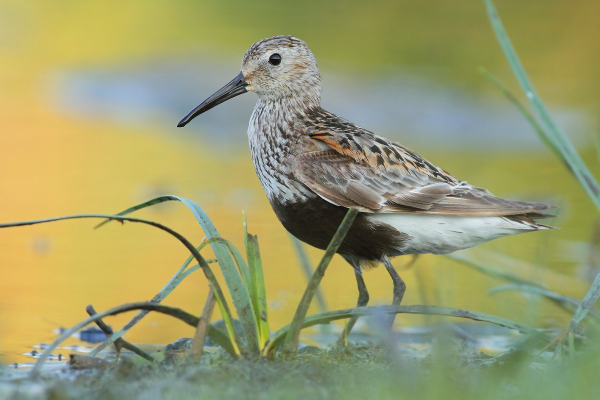 Dunlin
