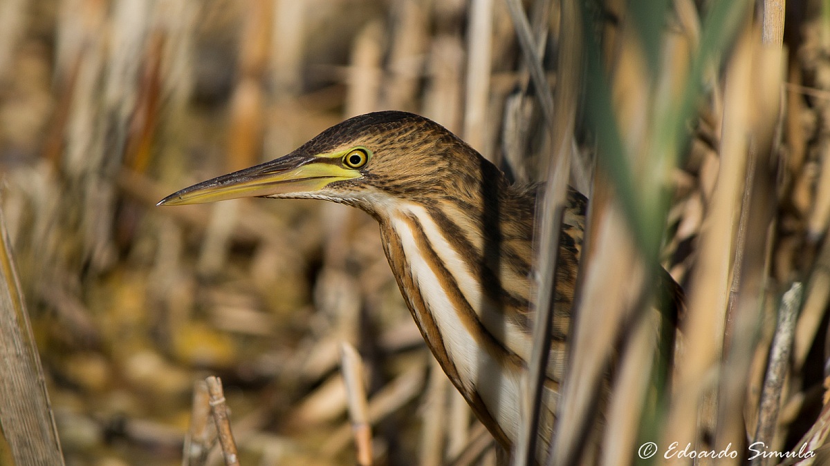 Ritratto al Tarabusino