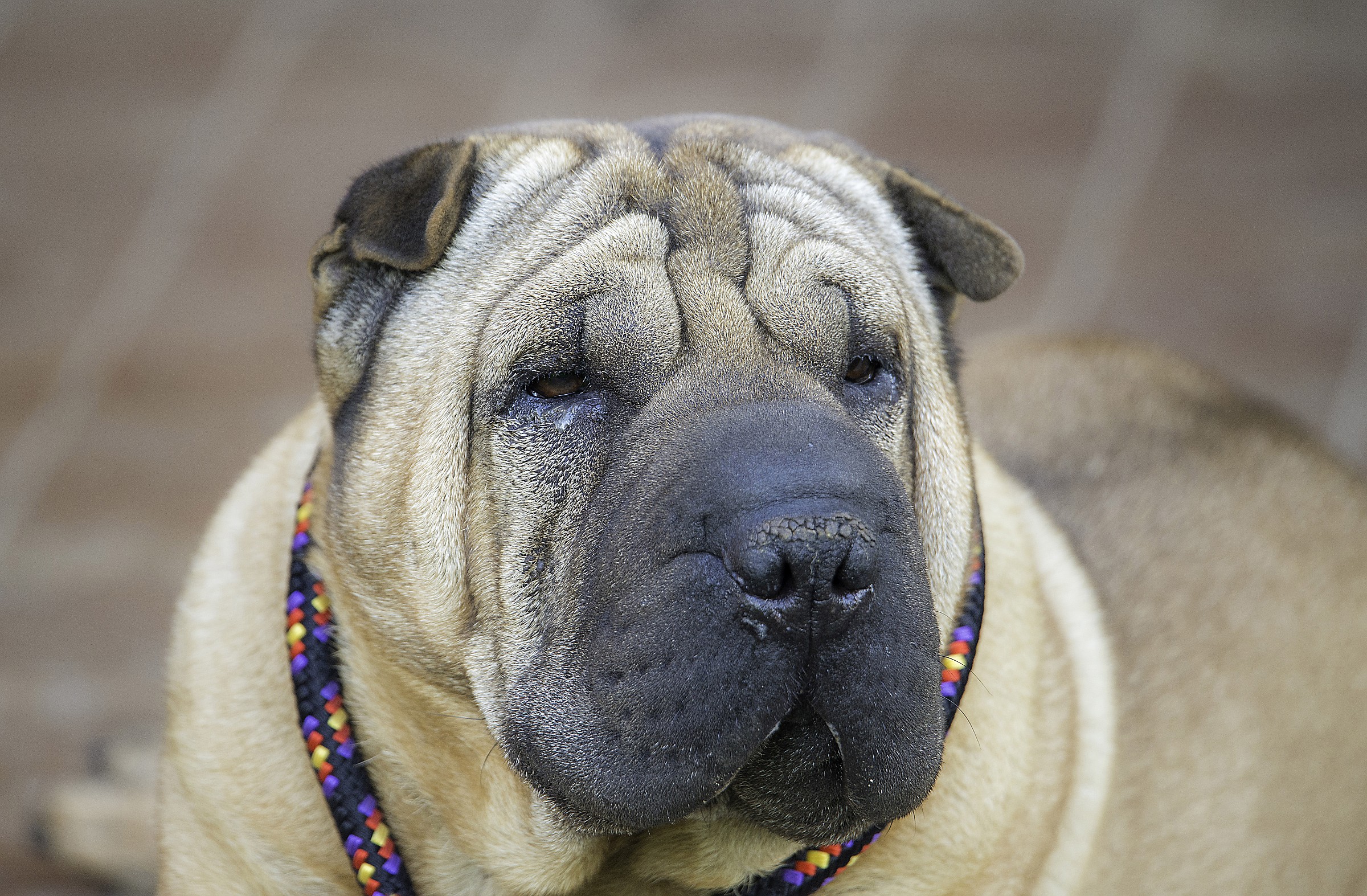 Try Tamron SP 150-600 f / 5-6.3