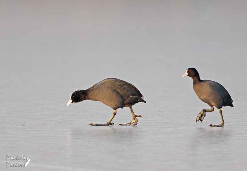 Eh, eh, adesso gli faccio BUUU!