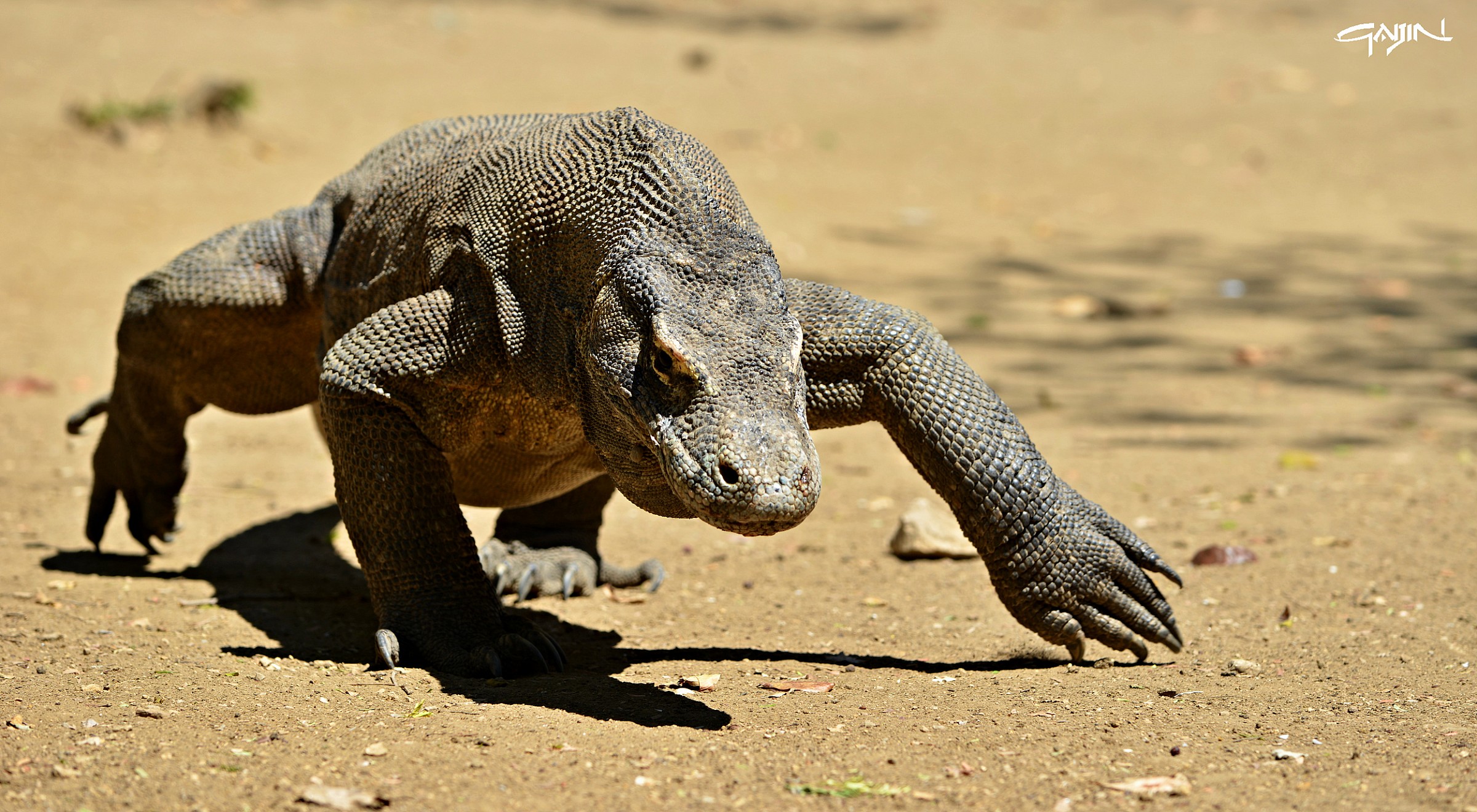 Komodo's Dragon