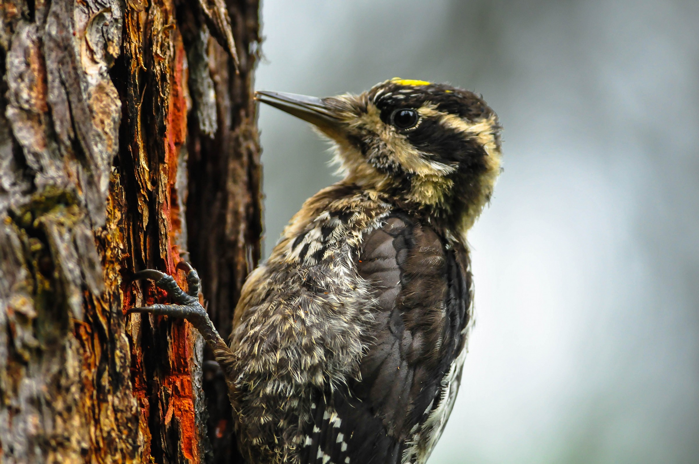 Picchio tridattilo (M)