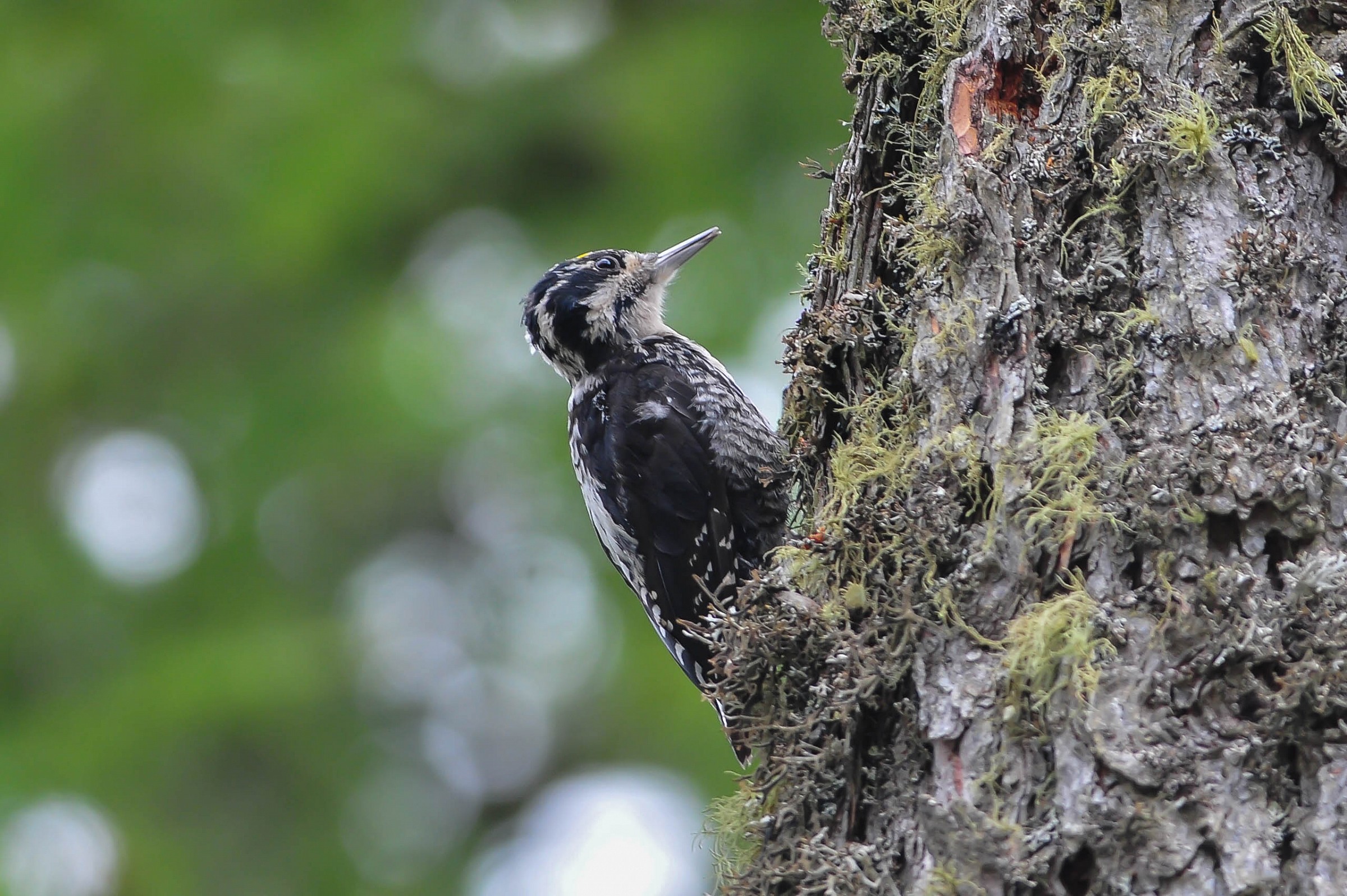 Picchio tridattilo (M)