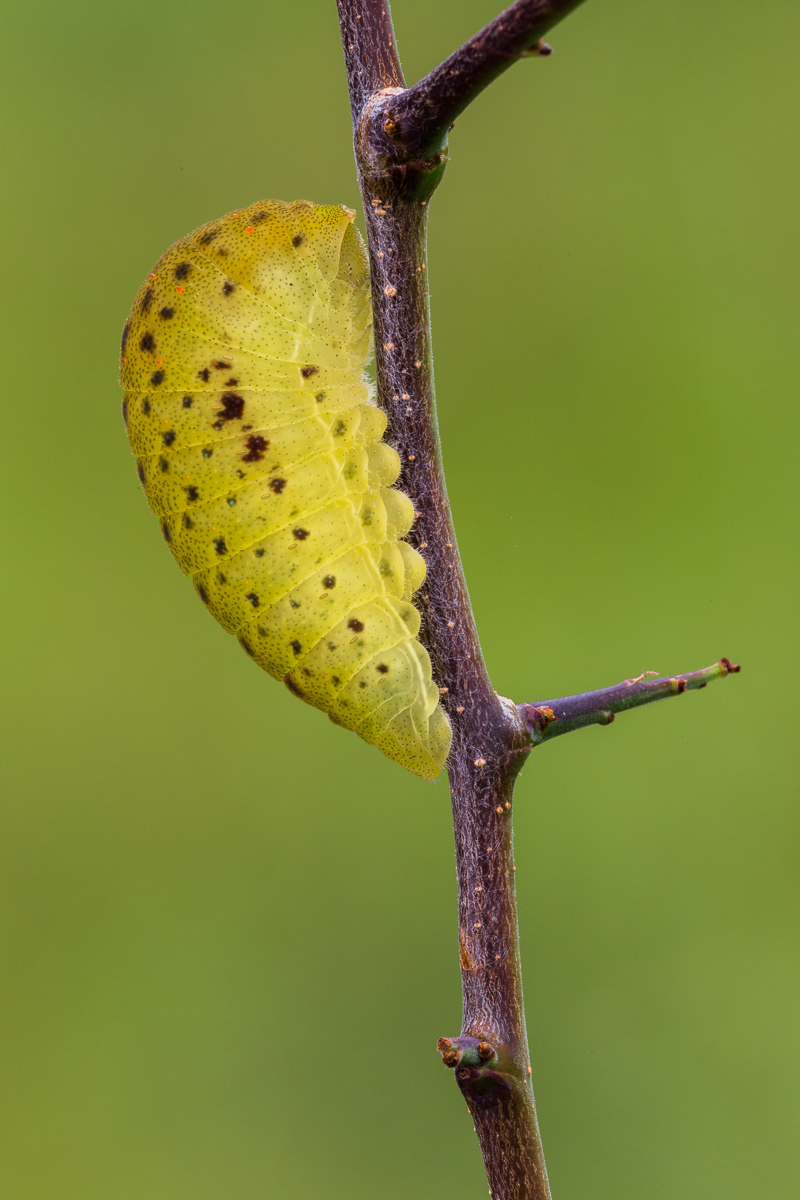 Caterpillar Podalirio ...