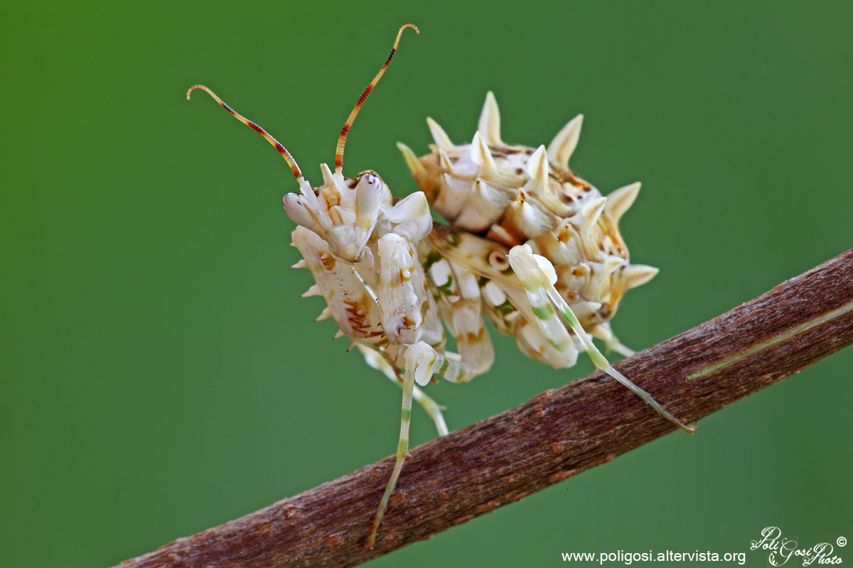 Pseudocreobotra wahlbergi