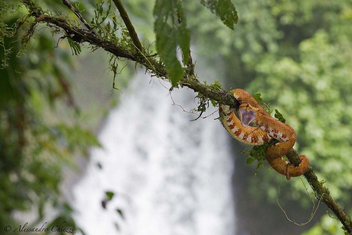 The cascade of pit-viper