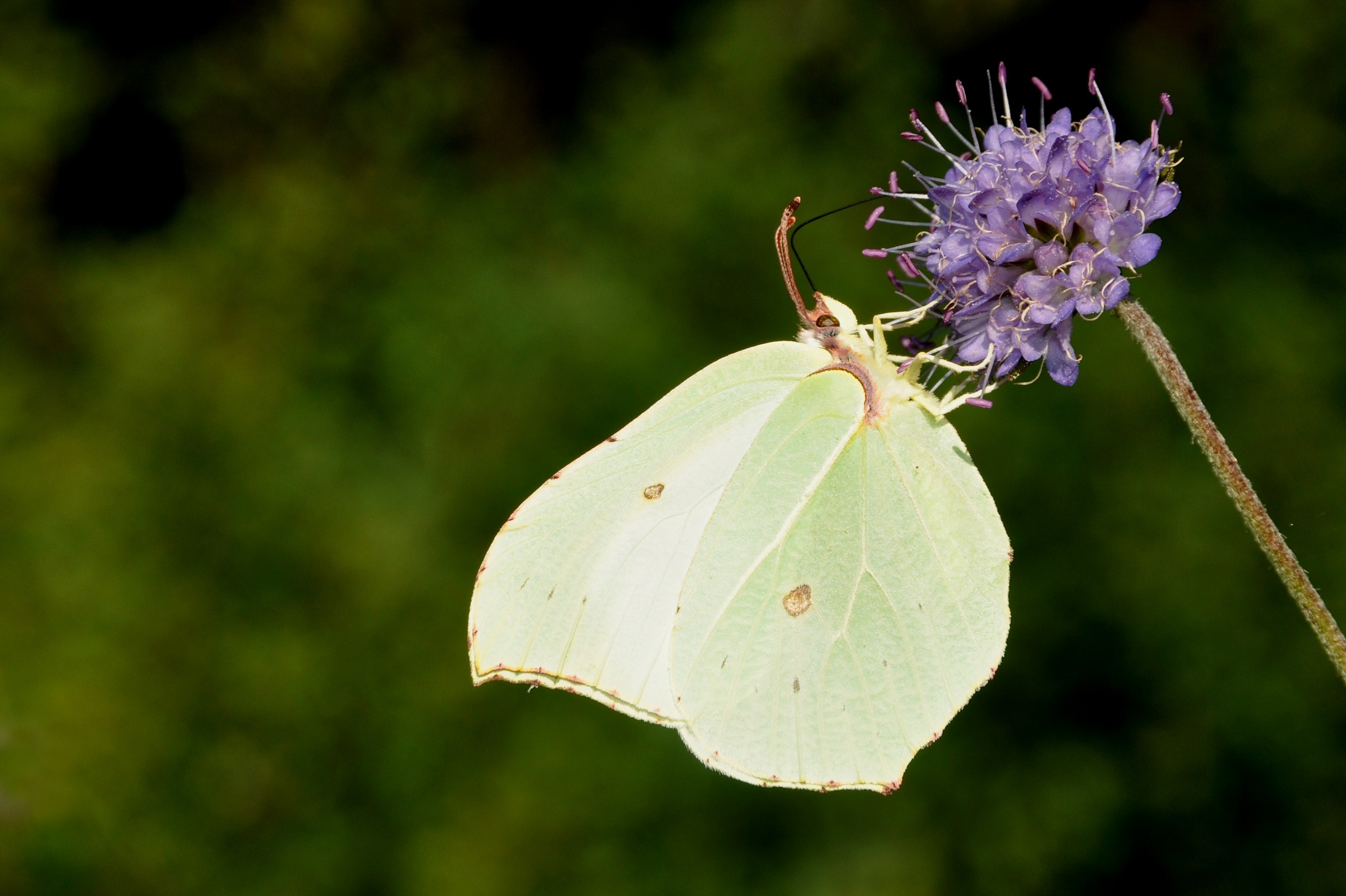 Gonepteryx cleopatra