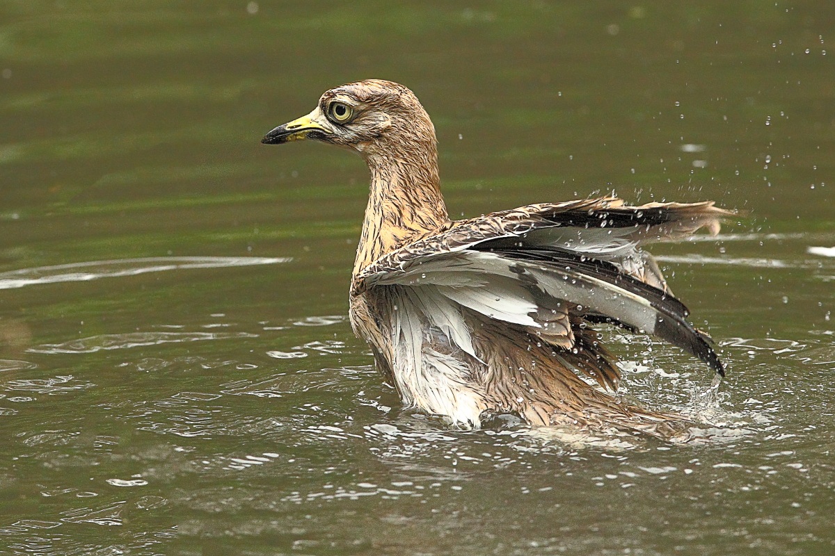 Il bagnetto dell occhione