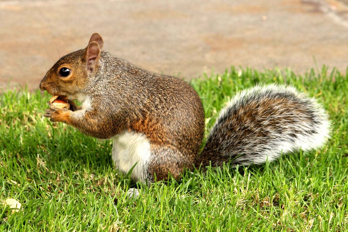 Scoiattolo cittadino