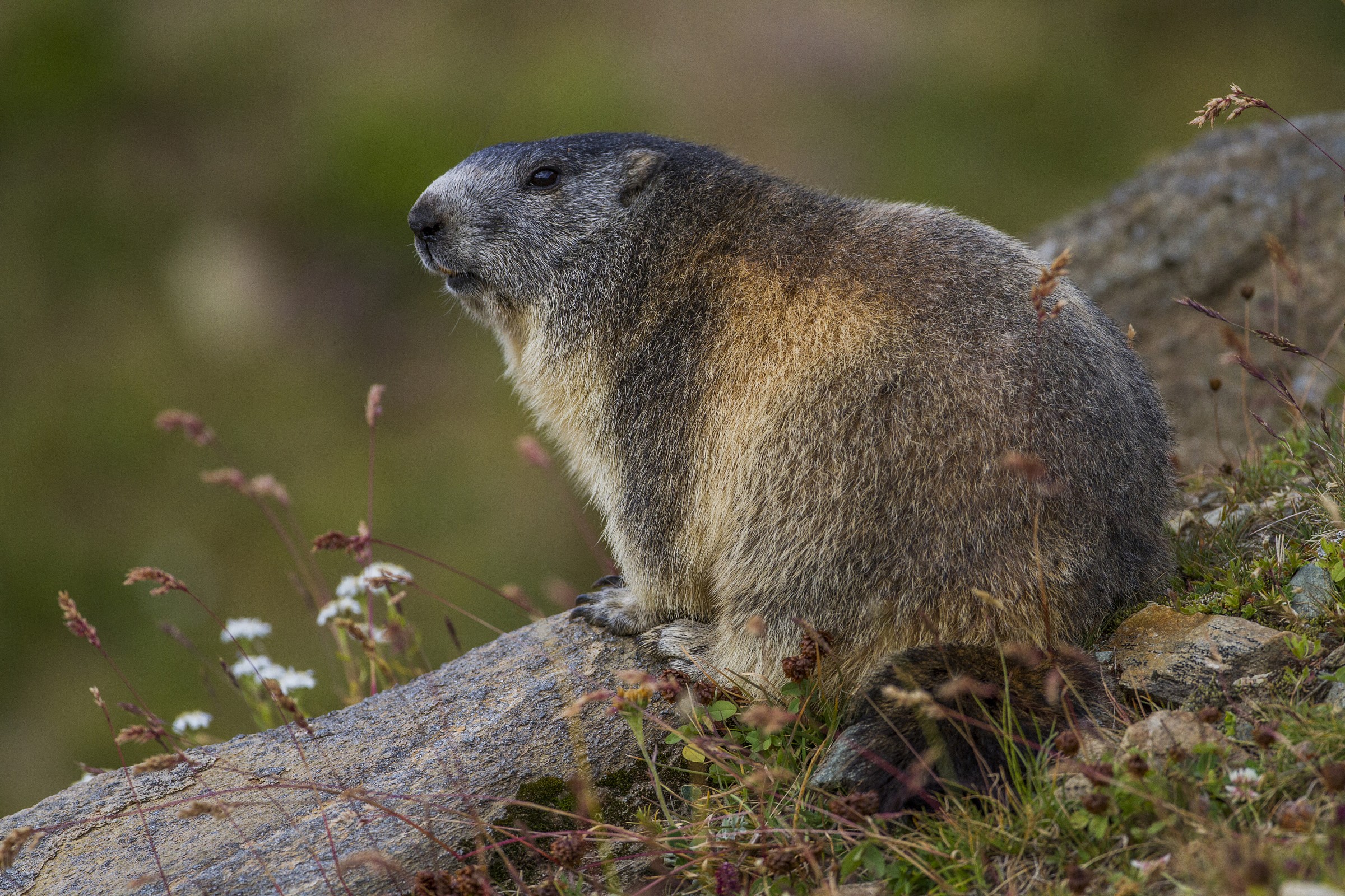 Marmot