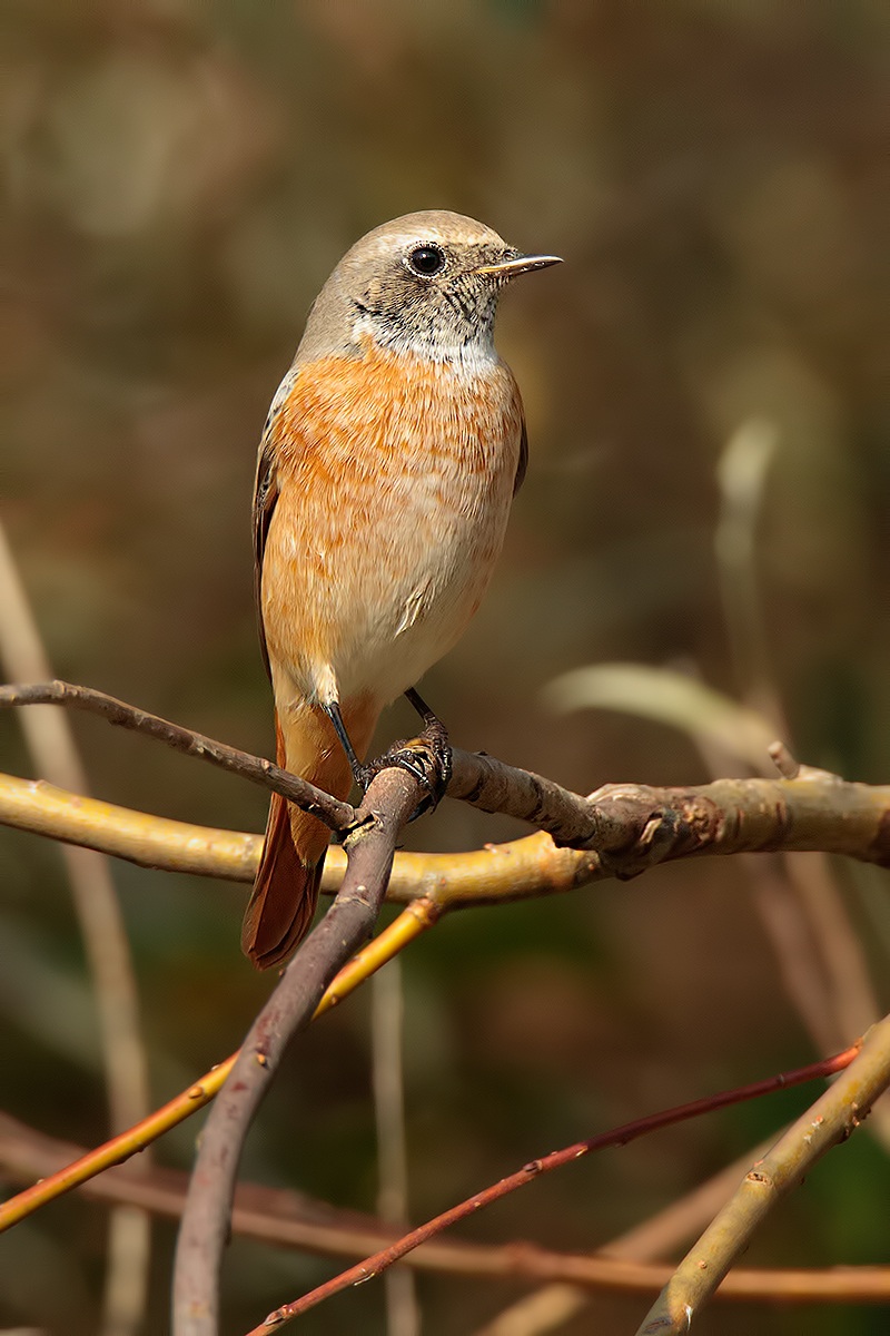 Redstart # 2