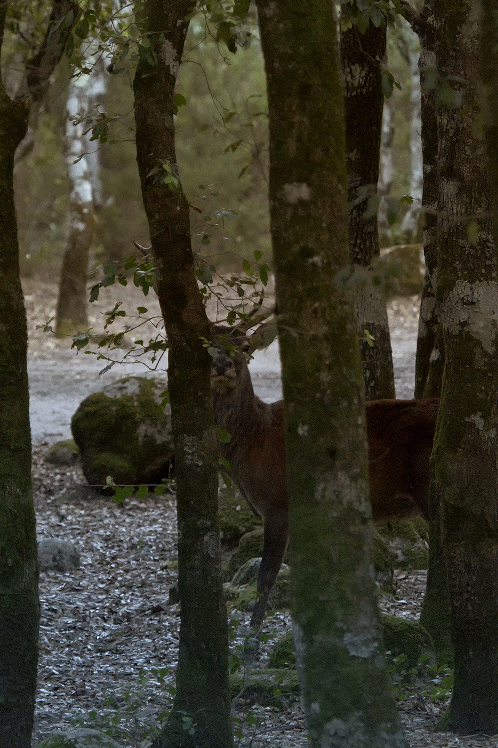 Cervo sardo a Is Cannoneris