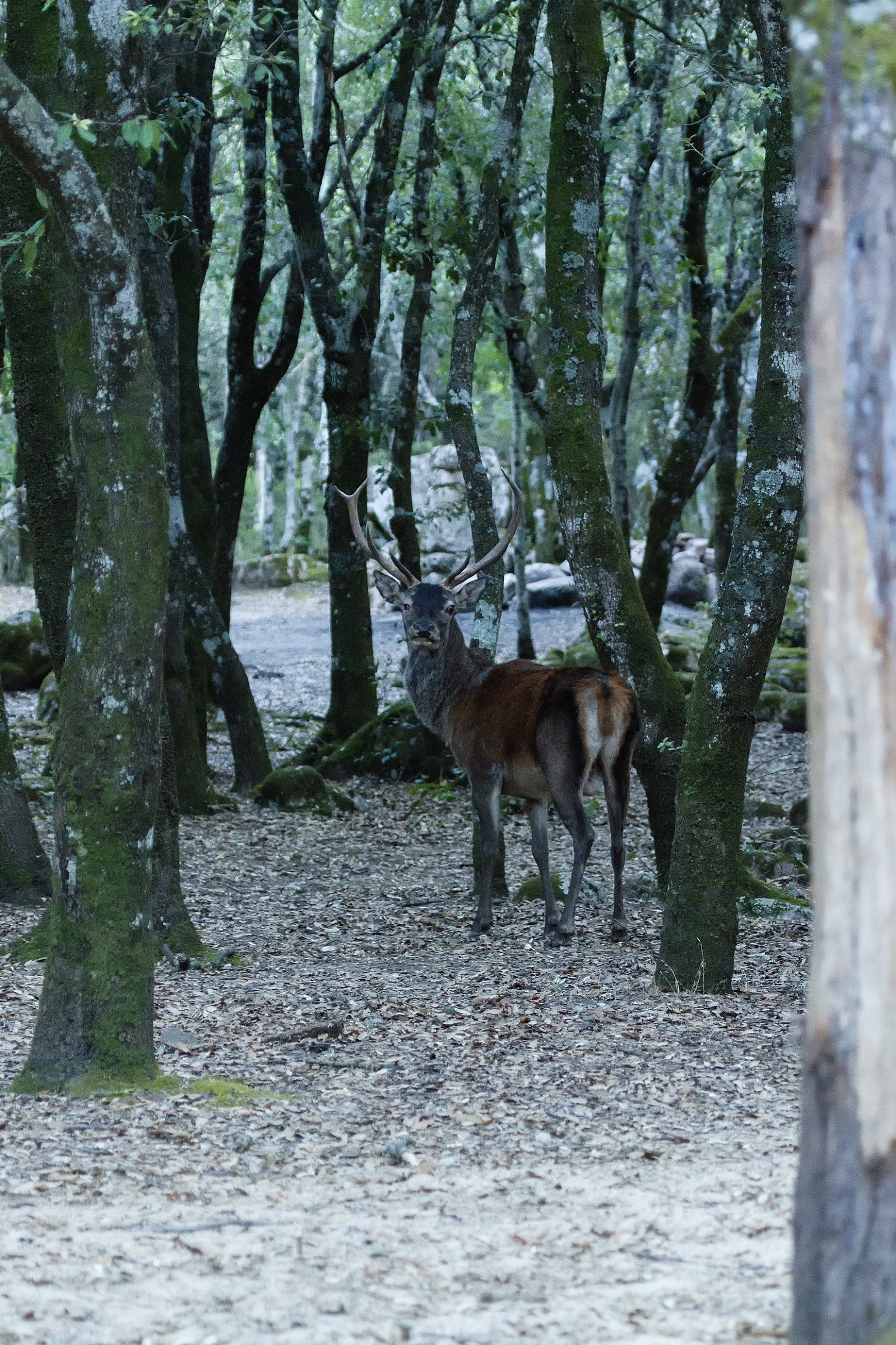Cervo sardo a Is Cannoneris