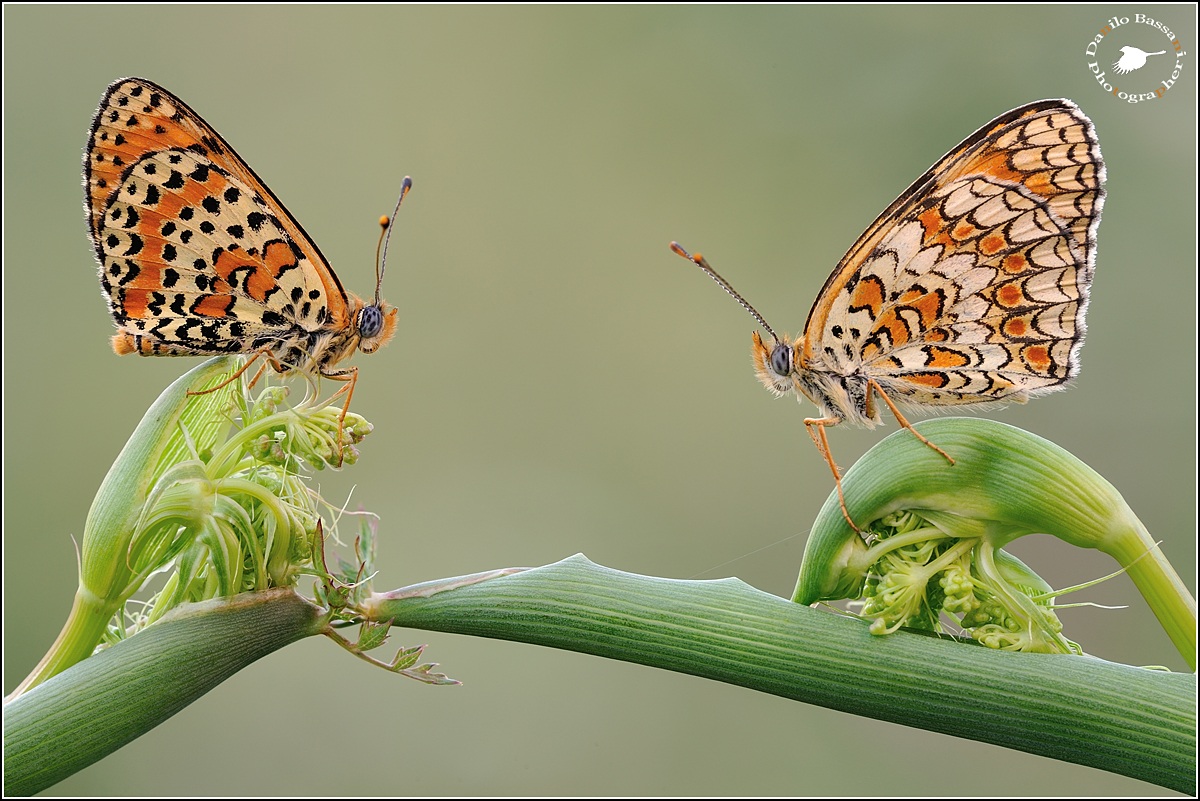 The Bridge of ... Finocchietto Sevatico