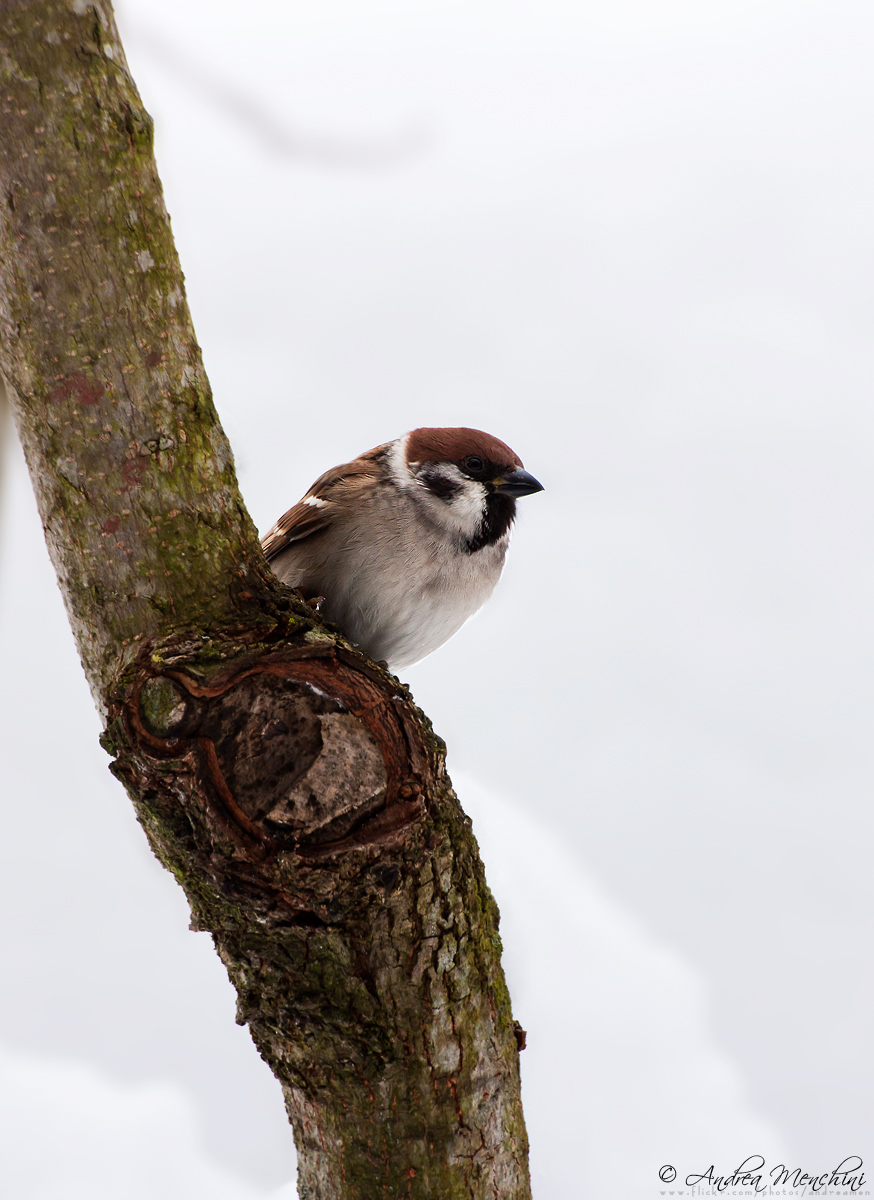 Sparrow Mattugio, Male.