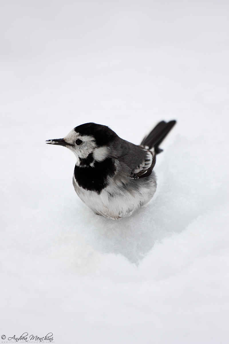 Ballerina Bianca, Maschio