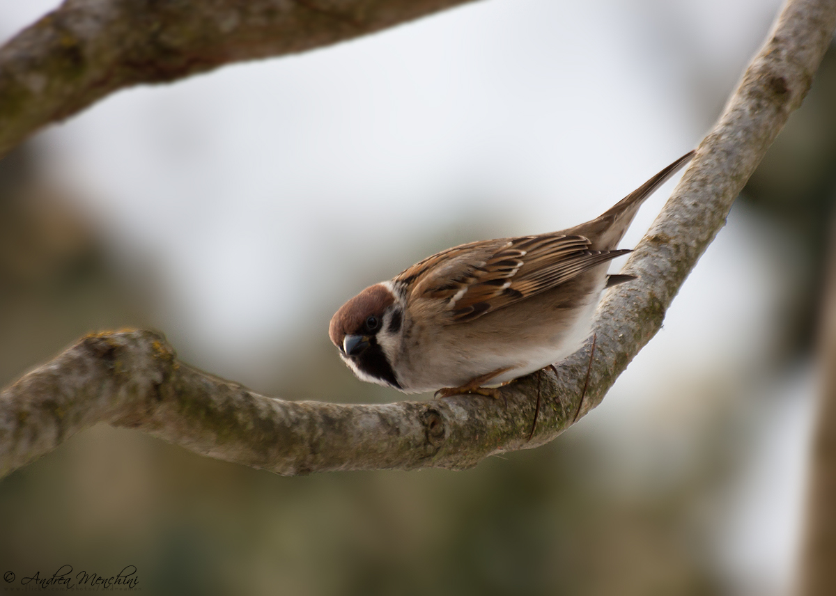 Passero Mattugio, Maschio