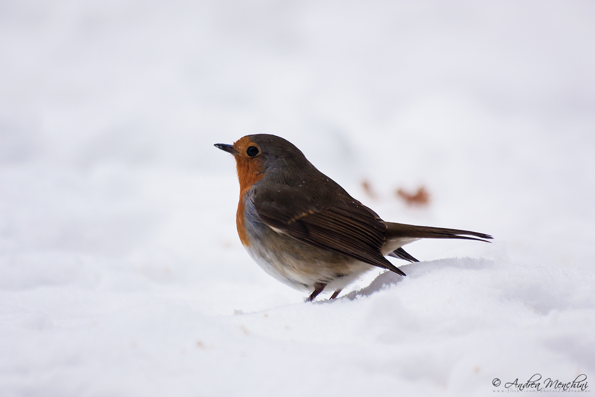 Robin