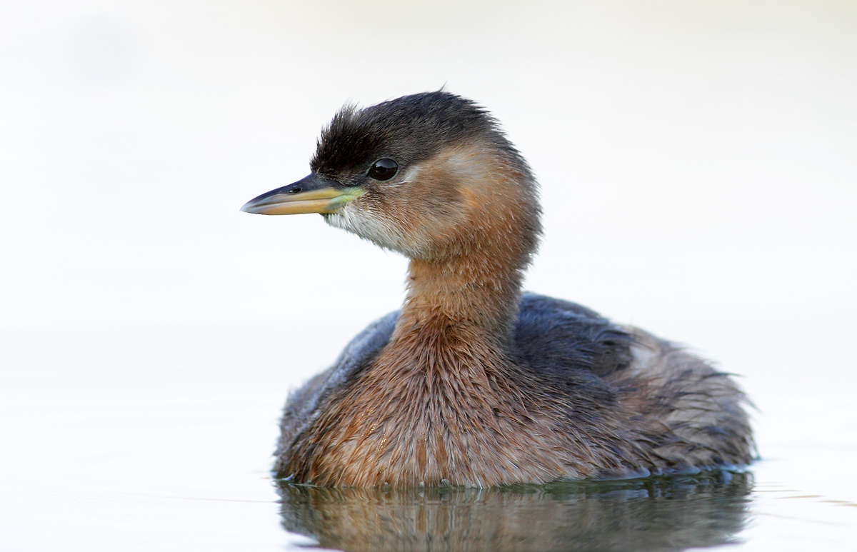 Little Grebe